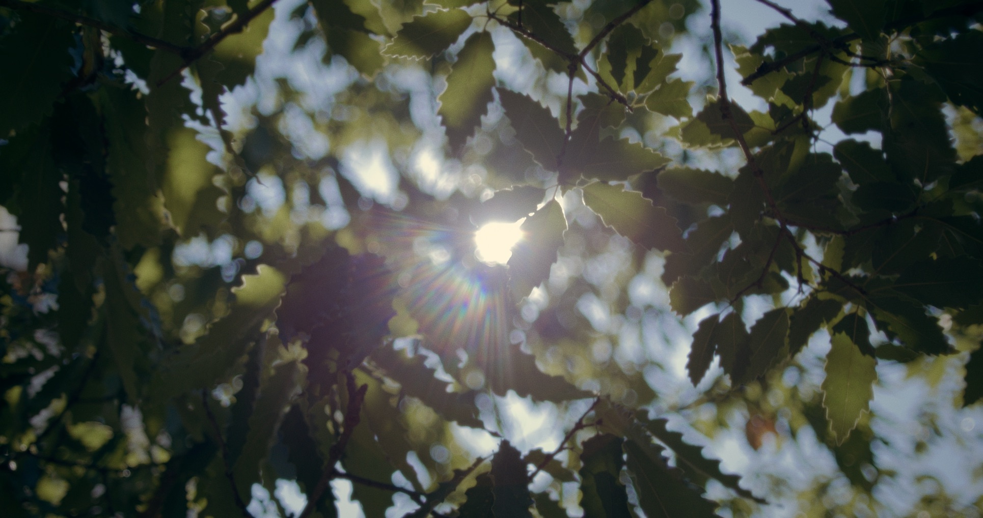 Sunlight flaring through green leaves overhead.
