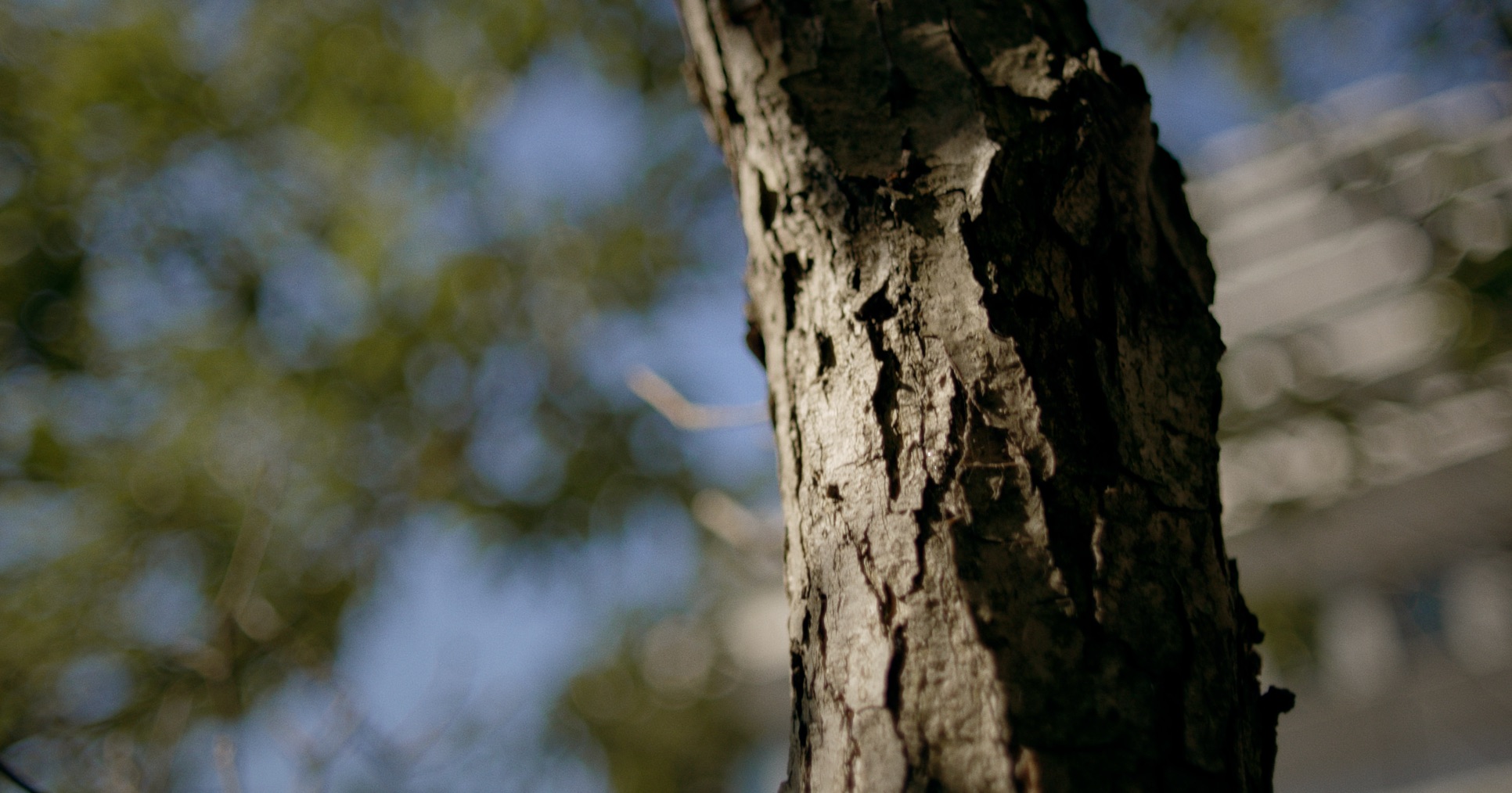Close-up of textured tree bark against a blurred blue and green background.